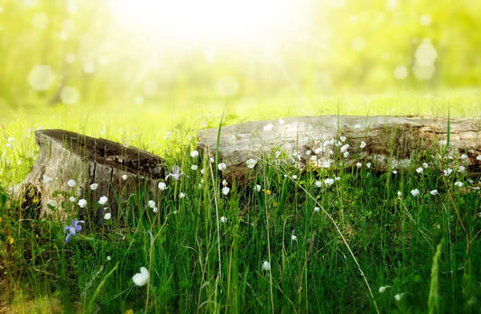 LA IMPORTANCIA DEL AIRE LIBRE: BENEFICIOS DE LA NATURALEZA PARA NUESTRA SALUD